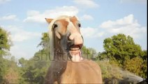 Humorous Video Of A Belgian Draft Horse Playing With Water With His Mouth