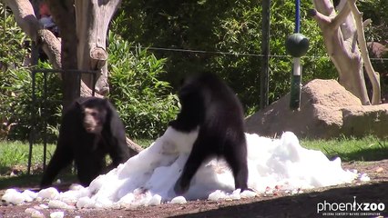Fun with Snow Andean Bear Cub Style!