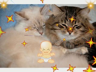 chatons portée  du 4 août 2015 :)