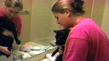 Cat Is Not Feeling Like a Bath Today