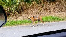 A Malaysian motorist captured footage of a baby monkey riding on a dog's back at the side of a road