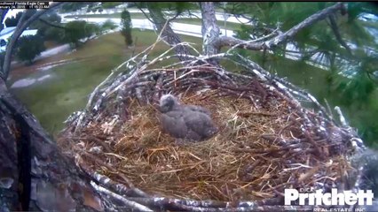 SWFLEagles~Stringy Fish All Gone, Tail Wind & 6 Picks Stick 'n Stuff ~ 1-24-15