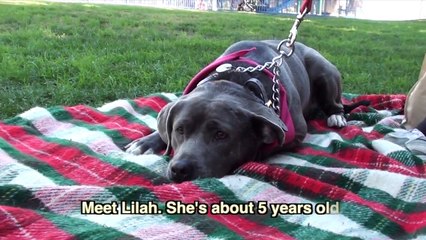 American Pit Bull Terrier / Weimaraner Mix "LILAH" - Available for Adoption!