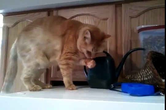 Cat Dips Water Out of the Plant Watering Can