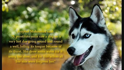 Kindness towards Animals