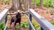 Funny Videos   Funny Animals   Funny Dogs   Funny Cats   Baby Bunny   Best Funny Animals 2015
