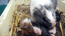 Nascimento dum porquinho da Índia. Nacimiento de un conejillo de indias. Birth of a guinea pig.