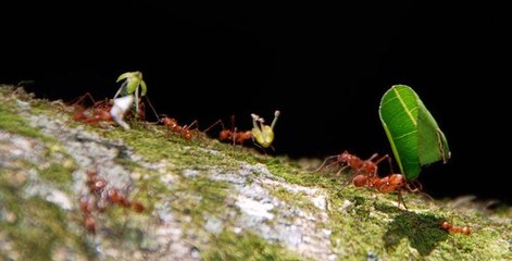 Büyük Göçler: Yaşamın Ritmi - Belgesel