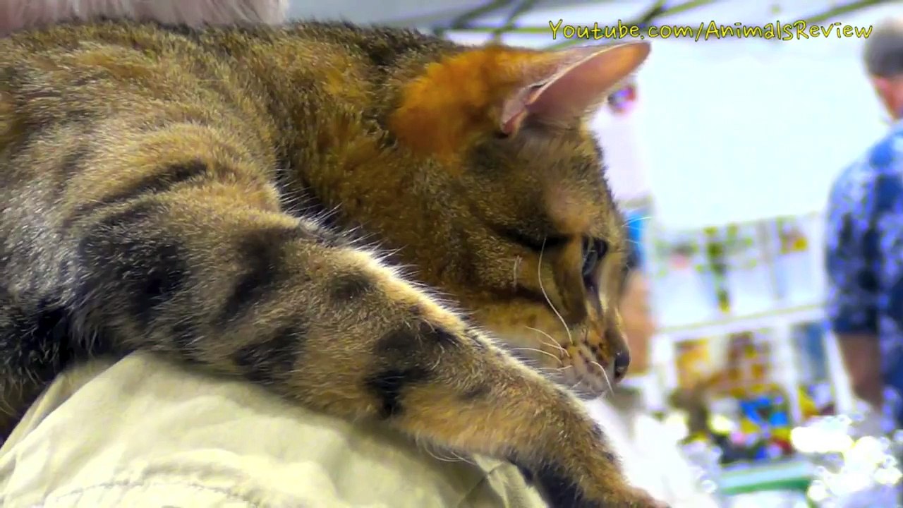 Funny Cat Crying Too Loud