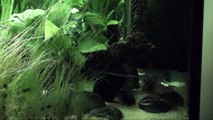 Bronze Corydoras / Corydoras aeneus Feeding
