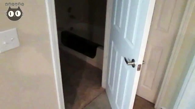 Preuve que les chats domineront le monde : ils savent ouvrir les portes !