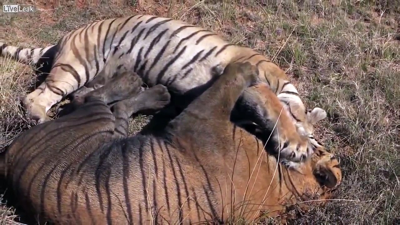 Intense tiger fight
