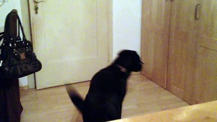 Labrador-Hündin tickt völlig aus XD