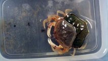 Juvenile Dungeness Crab Molting