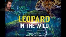 Leopard in the Wild: Leopards Can Fly!