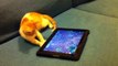 Кошка играет с айпадом!, смешная кошка, очень веселое видео, прикол, ghbrjks 2013, ghbrjk 2014, кот