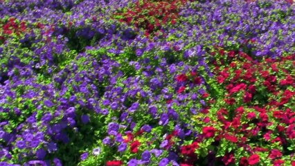 Miracle Garden Dubai