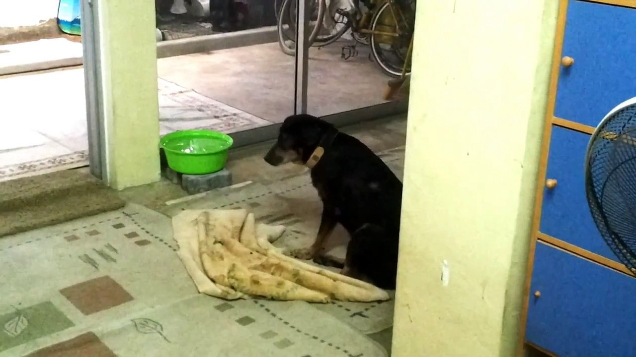 Dog suffering from CHF and Spondylosis