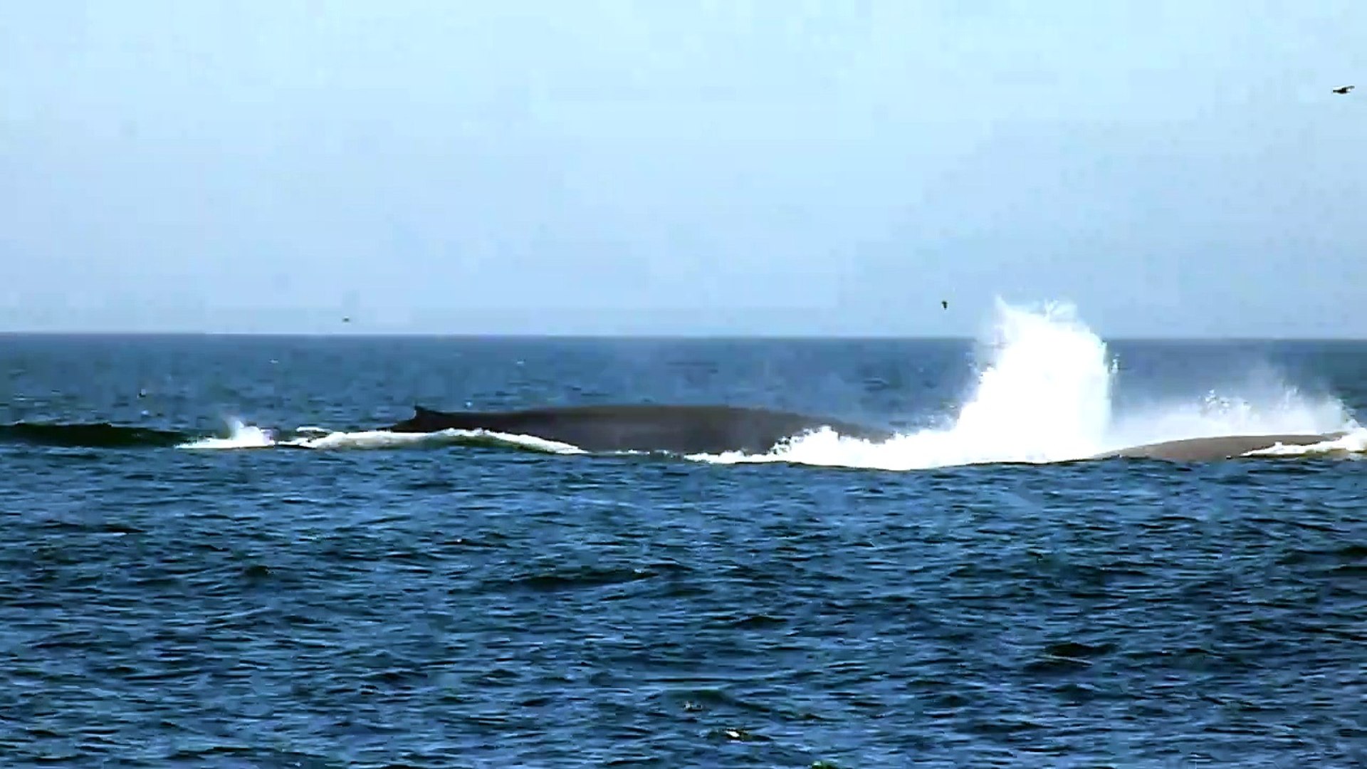 Blue Whales Feeding