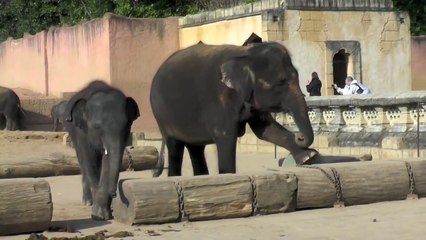 Elefanten Behavioural Enrichment