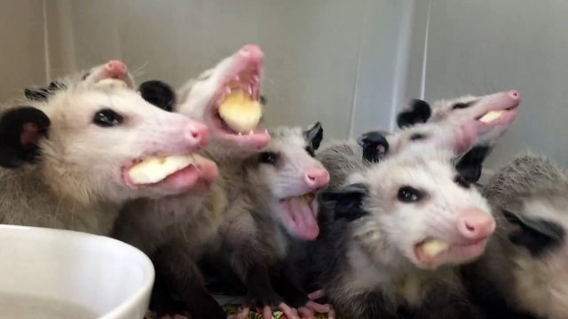 Opossums eating bananas