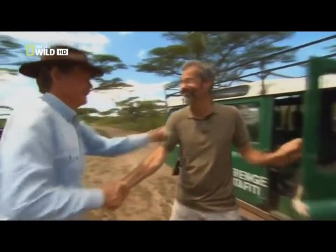 Кошачьи войны: Лев против Гепарда 01