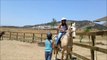 Trigger the Golden Palomino Horse at Oak Meadows Ranch, Wildomar CA