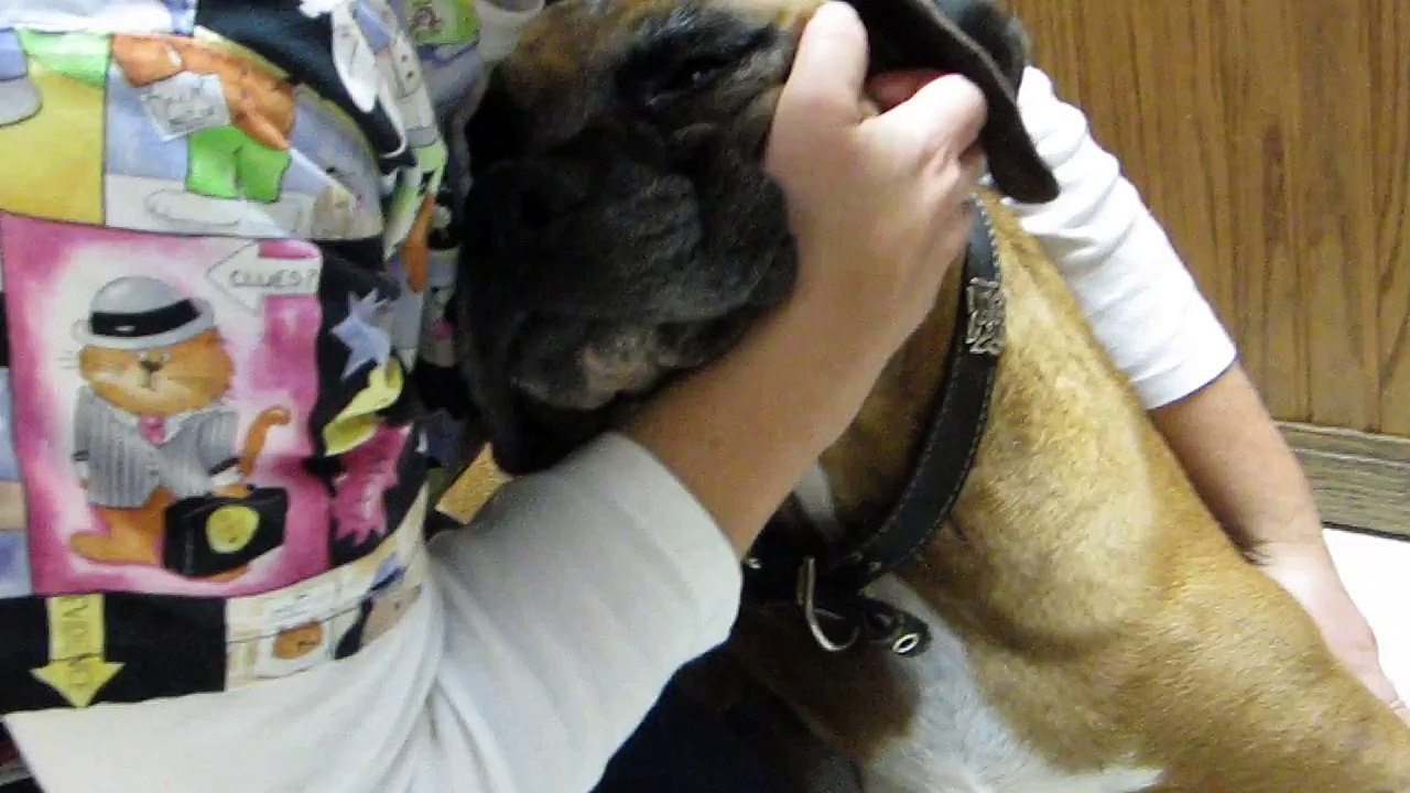 Sarge gets IV placed for Chemo