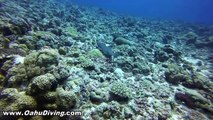 Shark Dive Palau Blue Corner with Oahu Diving
