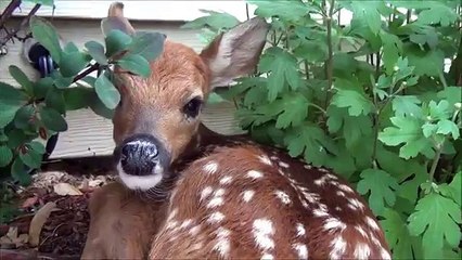Baby Deer follows golden retriever home.