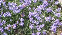 Bees on the lavender plants.