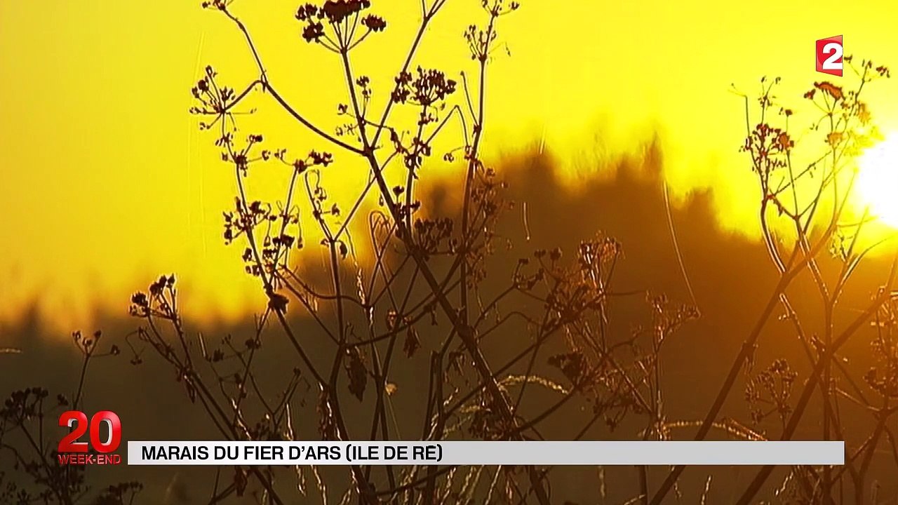 L'île de Ré : l'escale des oiseaux migrateurs