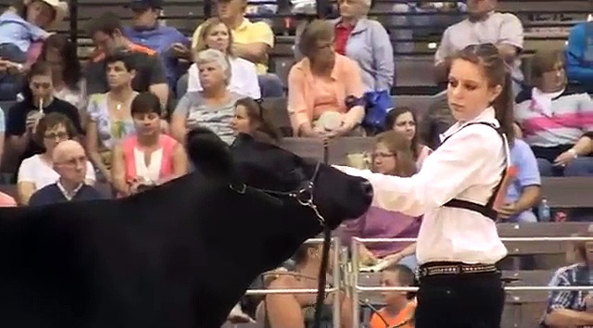 ⁣National Junior Angus Show 2013: Showmanship Contest