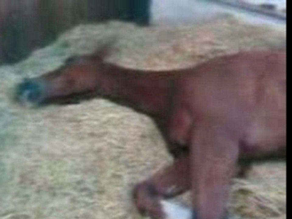 Le dinosaure
