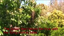 Catching a swarm of honey bees