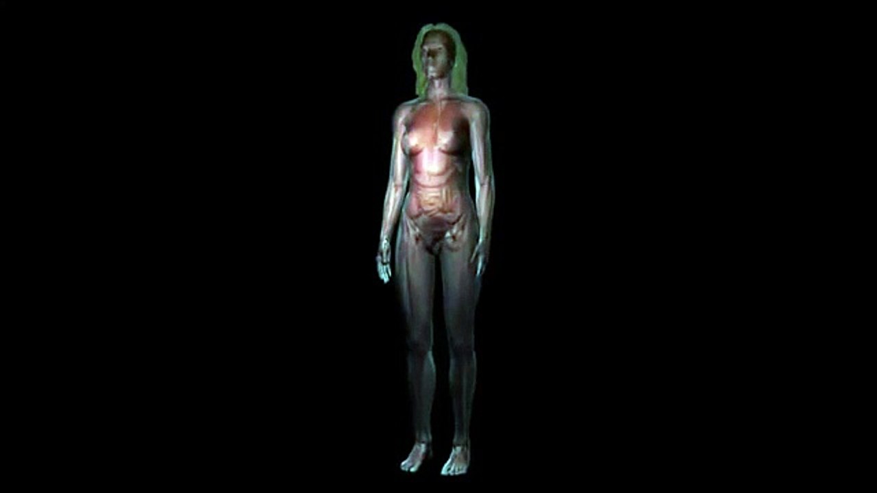 Female Anatomy