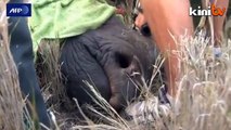 'Horrific' record 1,020 rhino killed in South Africa