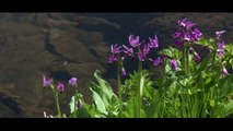 Mountain Moment: Frogs in a Pond