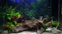 Tropical Aquarium - 2 years on - Red Phantom, Neon and Rummy Nose Tetras and Harlequin Rasbora