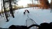 Entraînement traîneau à chiens - Sled dog training