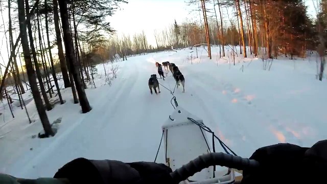 Entraînement traîneau à chiens - Sled dog training