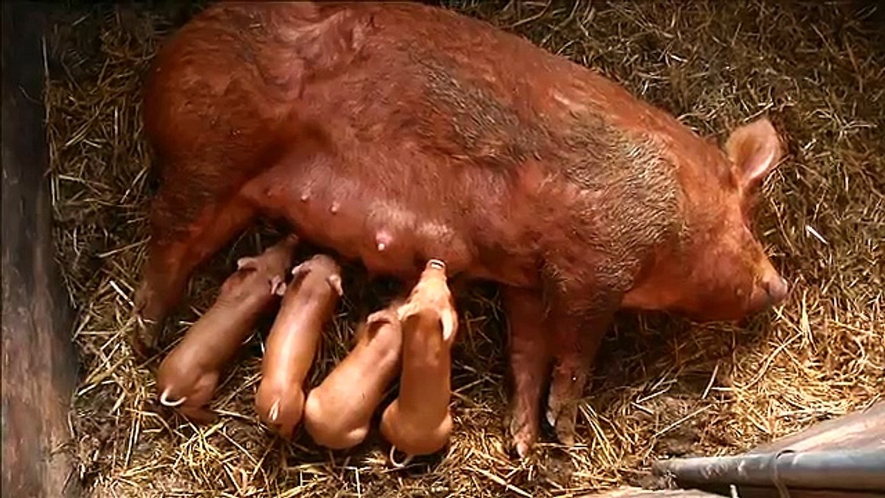 Kingbird Farm - Pastured Pigs (3 of 4) - Piglet Ear Notching
