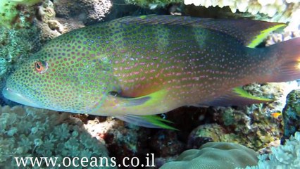דגים מיוחדים ועוד - אילת 2013