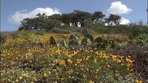 The Trails of Torrey Pines