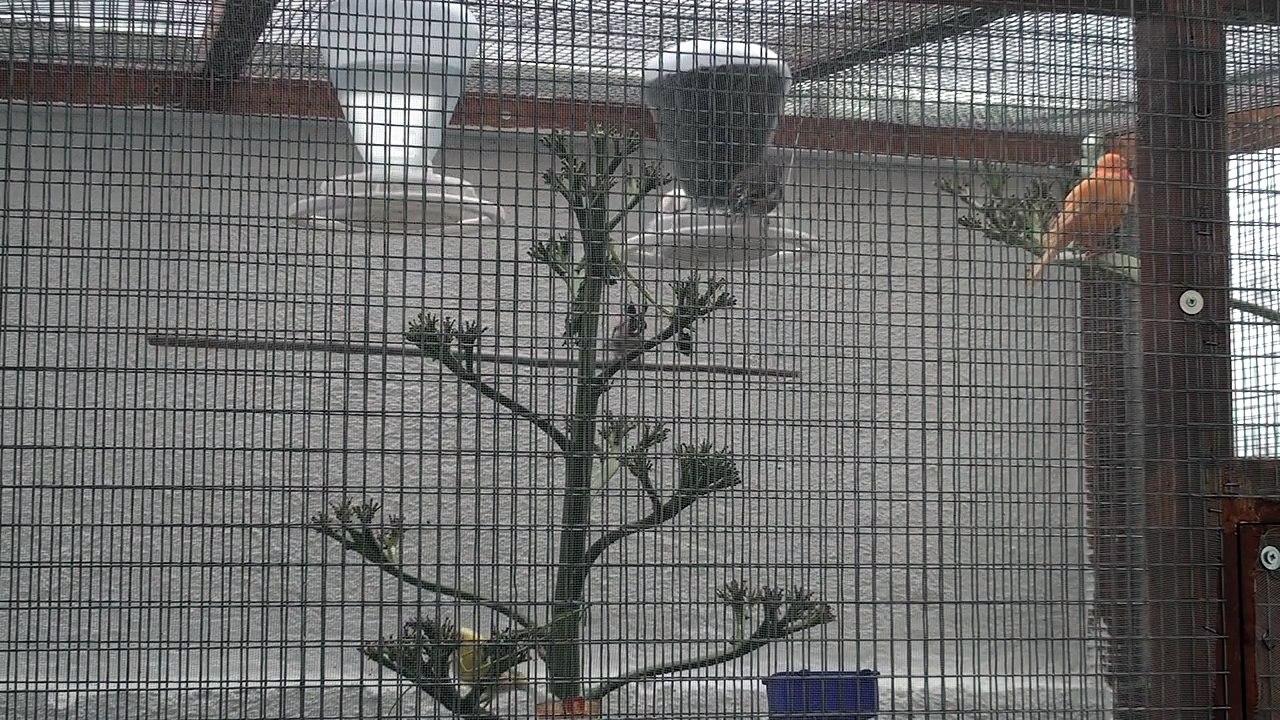 ΚΕΛΑΗΔΗΜΑ ΚΑΡΔΕΡΙΝΑΣ (ΡΕΣΙΤΑΛ) carduelis carduelis best singing