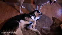 Siberian Husky Puppy Plays With Her Mom & Dad