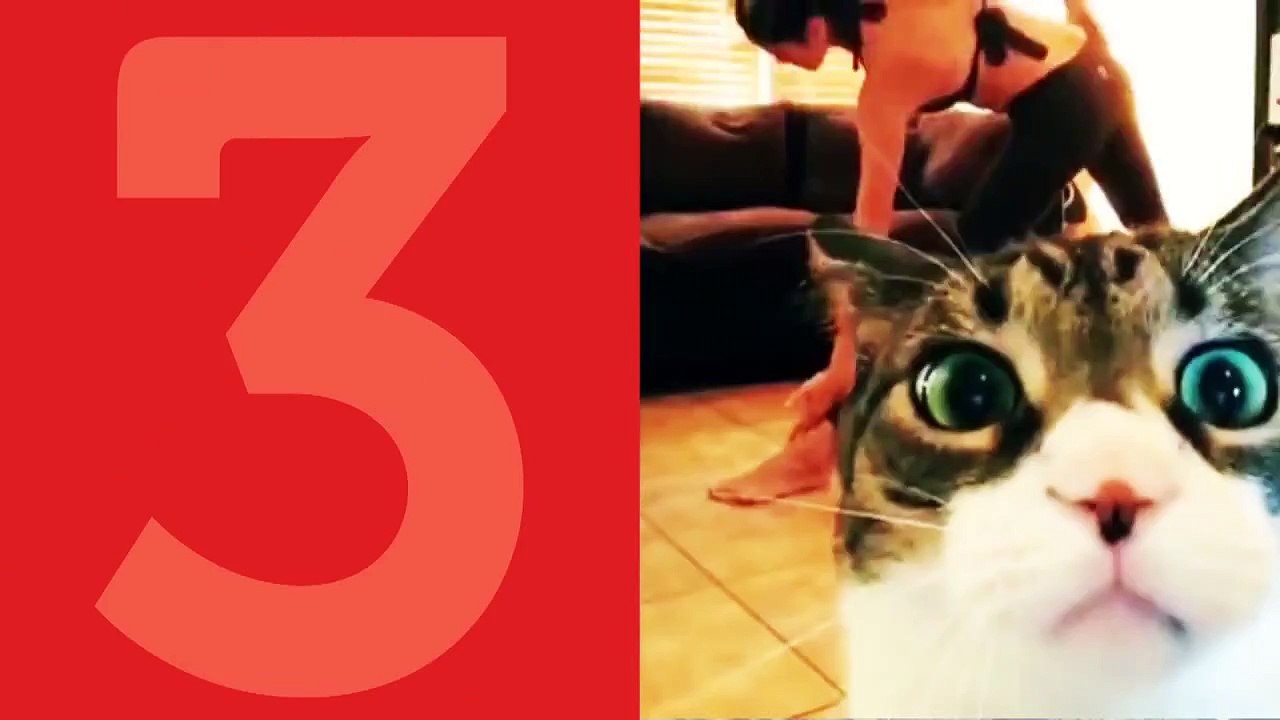 Funny Dog Scared of Stuffed Tiger and More (Petco Friday 5)