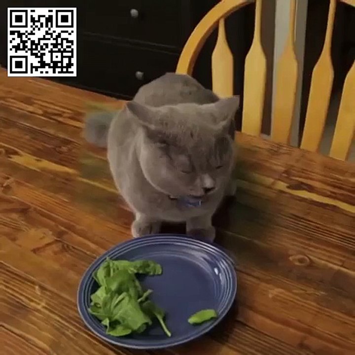 Кот скрылся с места преступления!
