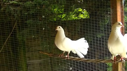 Baby pigeon being foster by fantail doves