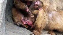 Baby Monkey 12days old.　ニホンザルの赤ちゃん（生後12日目）②（釧路動物園）
